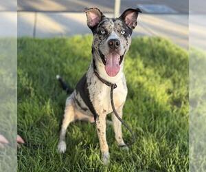 Catahoula Leopard Dog-Unknown Mix Dogs for adoption in Modesto, CA, USA
