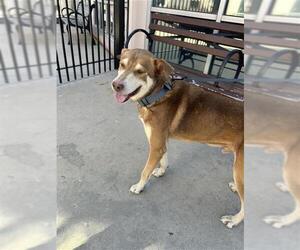 Siberian Husky-Unknown Mix Dogs for adoption in San Antonio, TX, USA