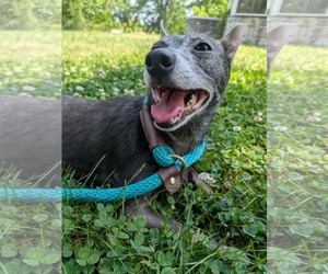 Chihuahua Dogs for adoption in Mechanicsburg, PA, USA