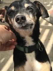 American Rat Pinscher Dogs for adoption in San Bernardino , CA, USA