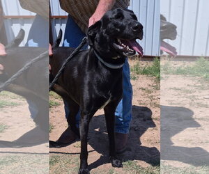 Labrador Retriever Dogs for adoption in Amarillo, TX, USA