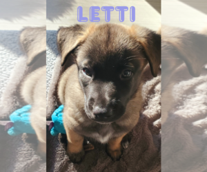 German Shepherd Dog Dogs for adoption in Seattle, WA, USA