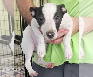 Jack Russell Terrier-Unknown Mix Dogs for adoption in Royal Palm Beach, FL, USA