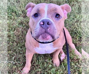 American Staffordshire Terrier Dogs for adoption in Newfield, NJ, USA