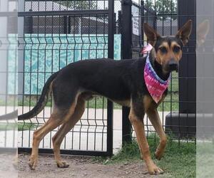 German Shepherd Dog-Unknown Mix Dogs for adoption in San Antonio, TX, USA