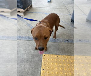 Vizsla Dogs for adoption in Bakersfield, CA, USA