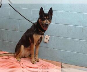 German Shepherd Dog Dogs for adoption in Downey, CA, USA
