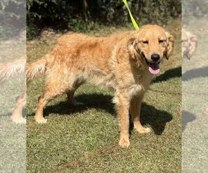 Golden Retriever Dogs for adoption in Valrico, FL, USA