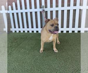 American Pit Bull Terrier-Unknown Mix Dogs for adoption in Modesto, CA, USA