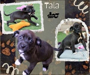 Chihuahua-Unknown Mix Dogs for adoption in Lindsay, CA, USA