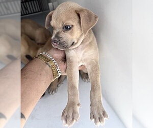 Black Mouth Cur-Unknown Mix Dogs for adoption in Houston, TX, USA