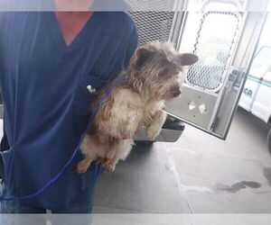 Mutt Dogs for adoption in Oroville, CA, USA