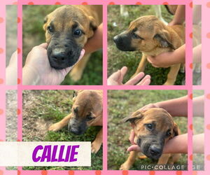 Mastiff-Unknown Mix Dogs for adoption in Croydon, NH, USA