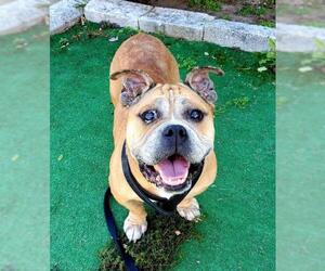 Bulldog Dogs for adoption in Perth Amboy, NJ, USA
