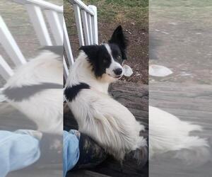 Collie-Unknown Mix Dogs for adoption in Dahlgren, VA, USA