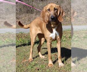 Bloodhound Dogs for adoption in Prattville, AL, USA