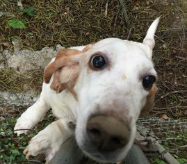 Medium Photo #1 Basset Hound Puppy For Sale in Mt. Sterling, OH, USA