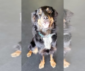 Australian Shepherd Dogs for adoption in Highland, IL, USA