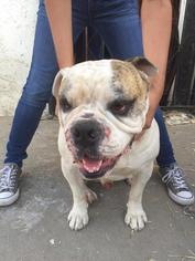 Bulldog Dogs for adoption in Beverly Hills, CA, USA