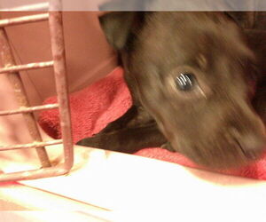 Labrador Retriever-Unknown Mix Dogs for adoption in Ocala, FL, USA