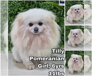 Pomeranian Dogs for adoption in Seattle, WA, USA