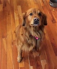Golden Retriever Dogs for adoption in Millville, UT, USA