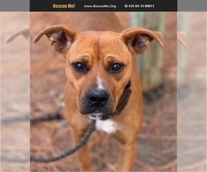American Staffordshire Terrier-Black Mouth Cur Mix Dogs for adoption in Benton, PA, USA