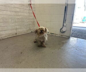 Maltese-Unknown Mix Dogs for adoption in San Bernardino, CA, USA