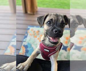 Pug-Unknown Mix Dogs for adoption in Morganville, NJ, USA