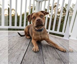 American Pit Bull Terrier-Vizsla Mix Dogs for adoption in Brooklyn, NY, USA