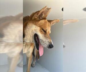 German Shepherd Dog Dogs for adoption in Houston, TX, USA