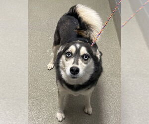 Pomsky Dogs for adoption in Las Vegas, NV, USA