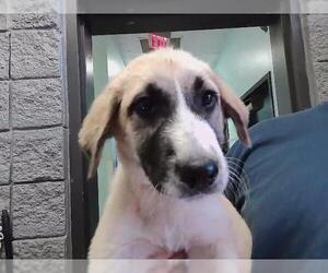 Anatolian Shepherd-Unknown Mix Dogs for adoption in Tulsa, OK, USA