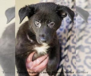 Labrador Retriever-Unknown Mix Dogs for adoption in Toccoa, GA, USA