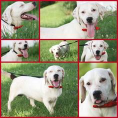 Basset Hound-Labrador Retriever Mix Dogs for adoption in Marion, KY, USA