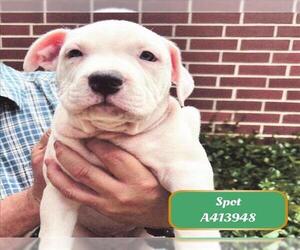 American Pit Bull Terrier-Unknown Mix Dogs for adoption in Conroe, TX, USA