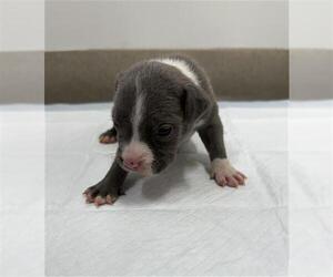 American Pit Bull Terrier-Catahoula Leopard Dog Mix Dogs for adoption in Baytown, TX, USA