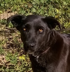 Borador Dogs for adoption in Campbell, CA, USA