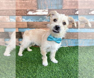 Mutt Dogs for adoption in Corona, CA, USA