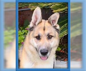 German Shepherd Dog Dogs for adoption in San Diego, CA, USA