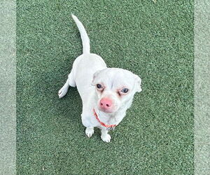 Chihuahua Dogs for adoption in Phoenix, AZ, USA