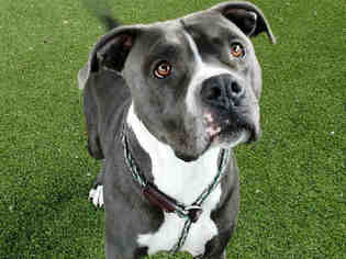 American Staffordshire Terrier Dogs for adoption in Salt Lake City, UT, USA