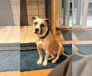 American Staffordshire Terrier-Unknown Mix Dogs for adoption in Parker Ford, PA, USA
