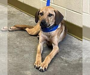 German Shepherd Dog-Unknown Mix Dogs for adoption in Texas City, TX, USA