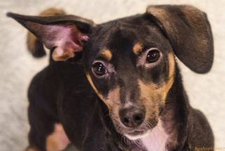 Doxie-Pin Dogs for adoption in Akron, OH, USA