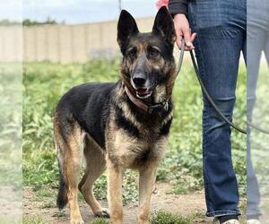 German Shepherd Dog Dogs for adoption in Modesto, CA, USA