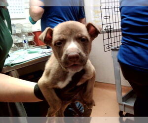 Mutt Dogs for adoption in Martinez, CA, USA