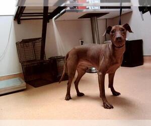Miniature Pinscher Dogs for adoption in Martinez, CA, USA