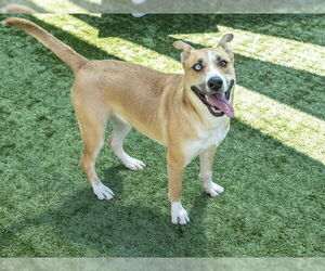 American Pit Bull Terrier-Siberian Husky Mix Dogs for adoption in Pasadena, CA, USA