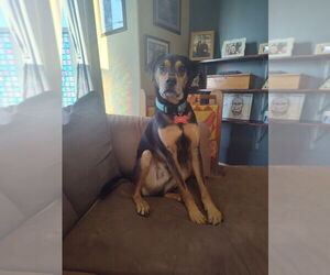 Mountain Cur-Unknown Mix Dogs for adoption in Linton, IN, USA